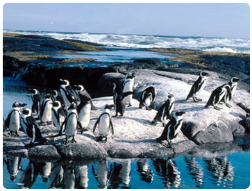 Wild Penguins picture